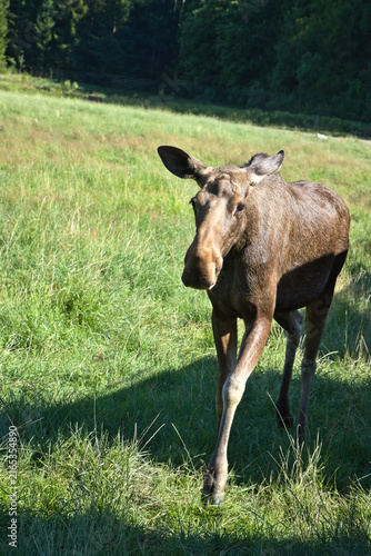 Young Moose Walking Across a Green Meadow at Forest Edge