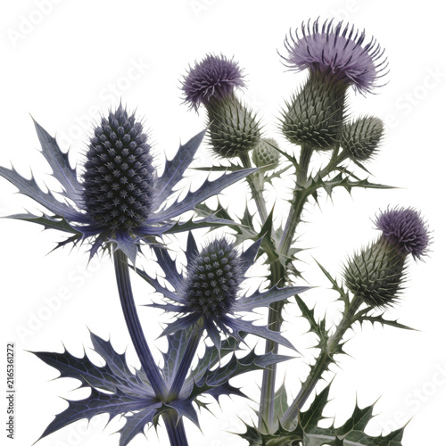 Purple Thistle Flowers Isolated on White Background for Floral Design