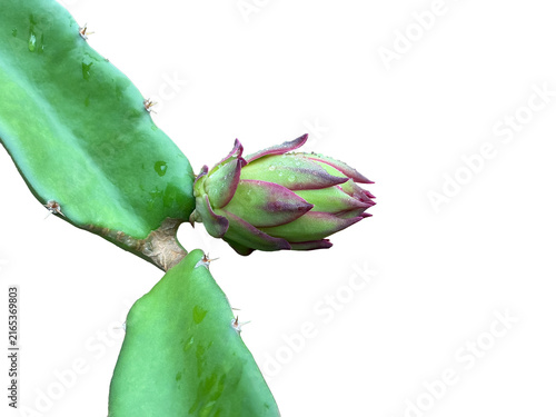 Isolated Dragon fruit flower or pitaya fruit flower with clipping paths.