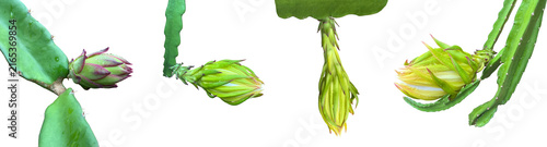 Isolated Dragon fruit flower or pitaya fruit flower with clipping paths.