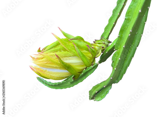 Isolated Dragon fruit flower or pitaya fruit flower with clipping paths.