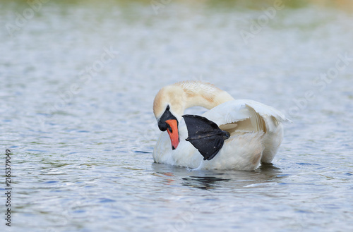 Fotografie Mute Swan Preening Its Feathers and Webbed Foot in Water