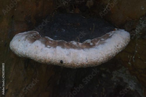 Fungus Grows on Tree Trunk