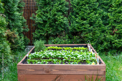 Obraz na plátne Compact raised vegetable garden with fresh leafy greens growing in backyard between evergreen shrubs