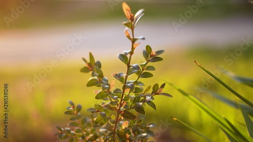 The plant stands out in the sunlight, surrounded by vibrant green grass. The plant's leaves display a mix of greens and browns as sunlight filters through.
