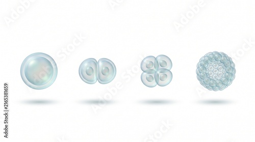 Sea urchin embryo cell division stages 3D illustration