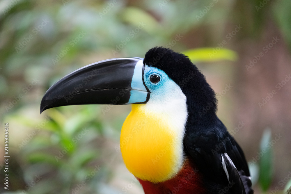Obraz premium A close-up of the head and beak of the Channel-billed toucan (Ramphastos vitellinus)