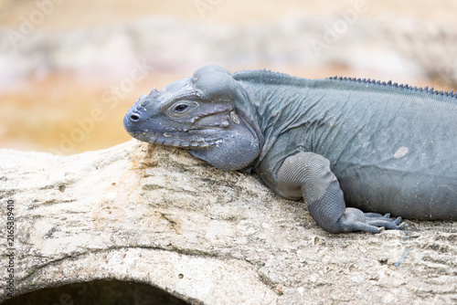 A close-up view of the upper body of the rhinoceros iguana (Cyclura cornuta).