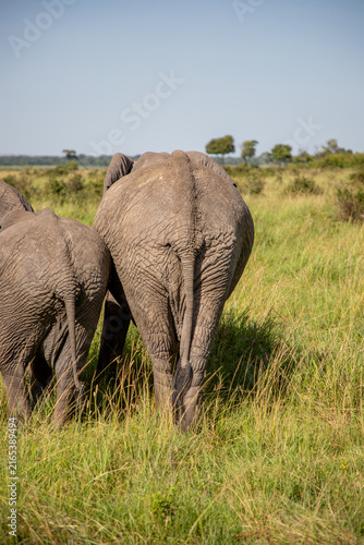 Photography Safari