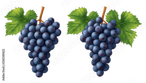 Two ripe bunches of dark purple grapes, featuring lush green leaves and sturdy brown stems, are presented on a clean transparent background.