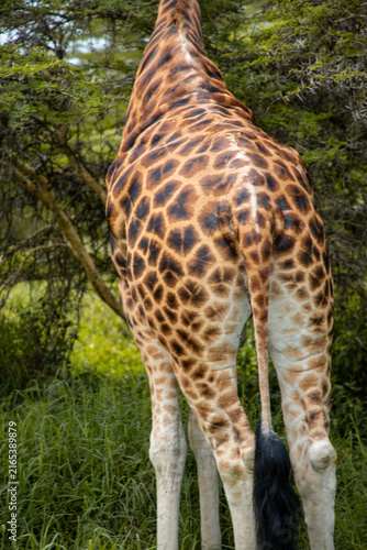 фотографія Safari
