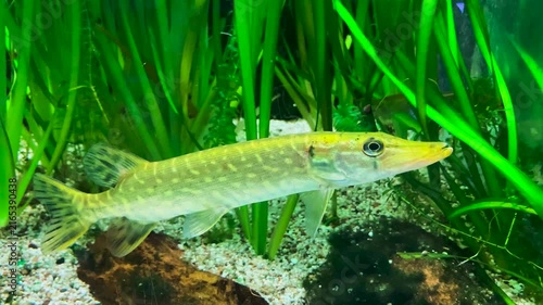 Pike fish swimming in freshwater aquarium with green aquatic plants. 4K slow motion footage