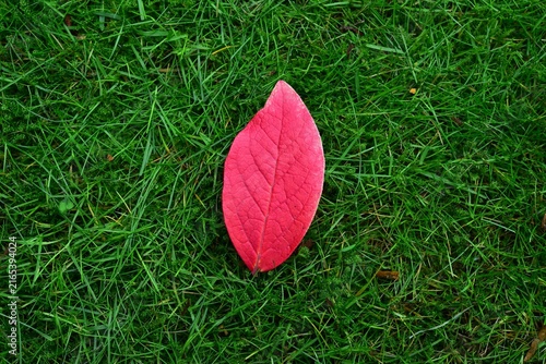 Принти на полотні Vibrant Red Leaf On Lush Grass