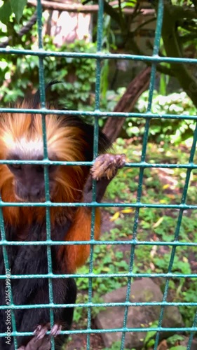 A golden lion tamarin monkey climbing and holding onto the metal mesh of an enclosure wire cage. 4K slow motion vertical footage