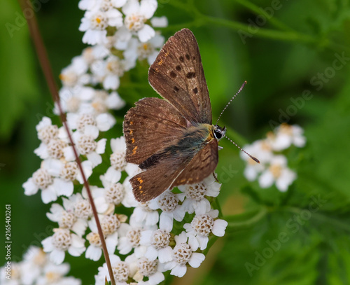 Fotografie macro of a male Lycaena tityrus the sooty copper butterfly on achillea millefoli