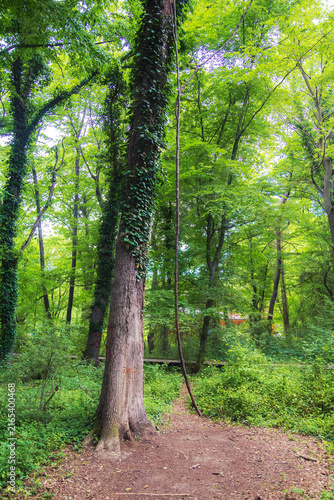 Obraz na płótnie Unique subtropical relict liana Samur forest. Dagestan, Russia.