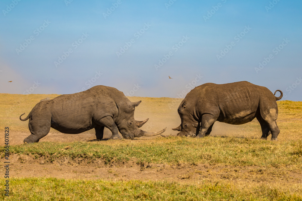 Fototapeta premium Two Rhinos Fighting in Ol Pejeta Sanctuary, Kenya