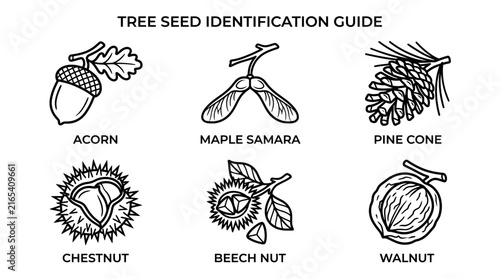 Tree seed identification guide illustrates various forest seeds and nuts within a clear layout to assist with botanical classification and educational learning.