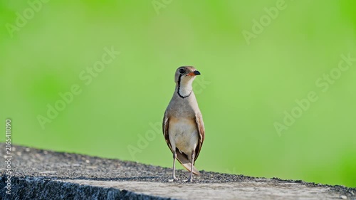 Oriental Pratincole perched on a wall with green background.