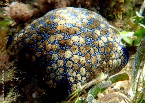 Obraz na płótnie Philippines sea life