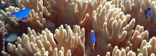 Obraz na płótnie Philippines sea life