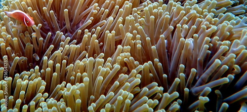Obraz na płótnie Philippines sea life