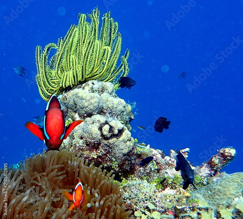 Obraz na płótnie Philippines sea life