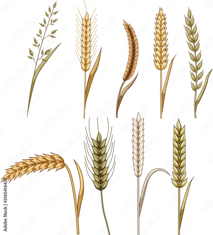 Fototapeta premium Cereal grains, including wheat, rye, and oat ears, showcasing essential crops for agriculture, food production, and healthy natural ingredients with organic farming concepts