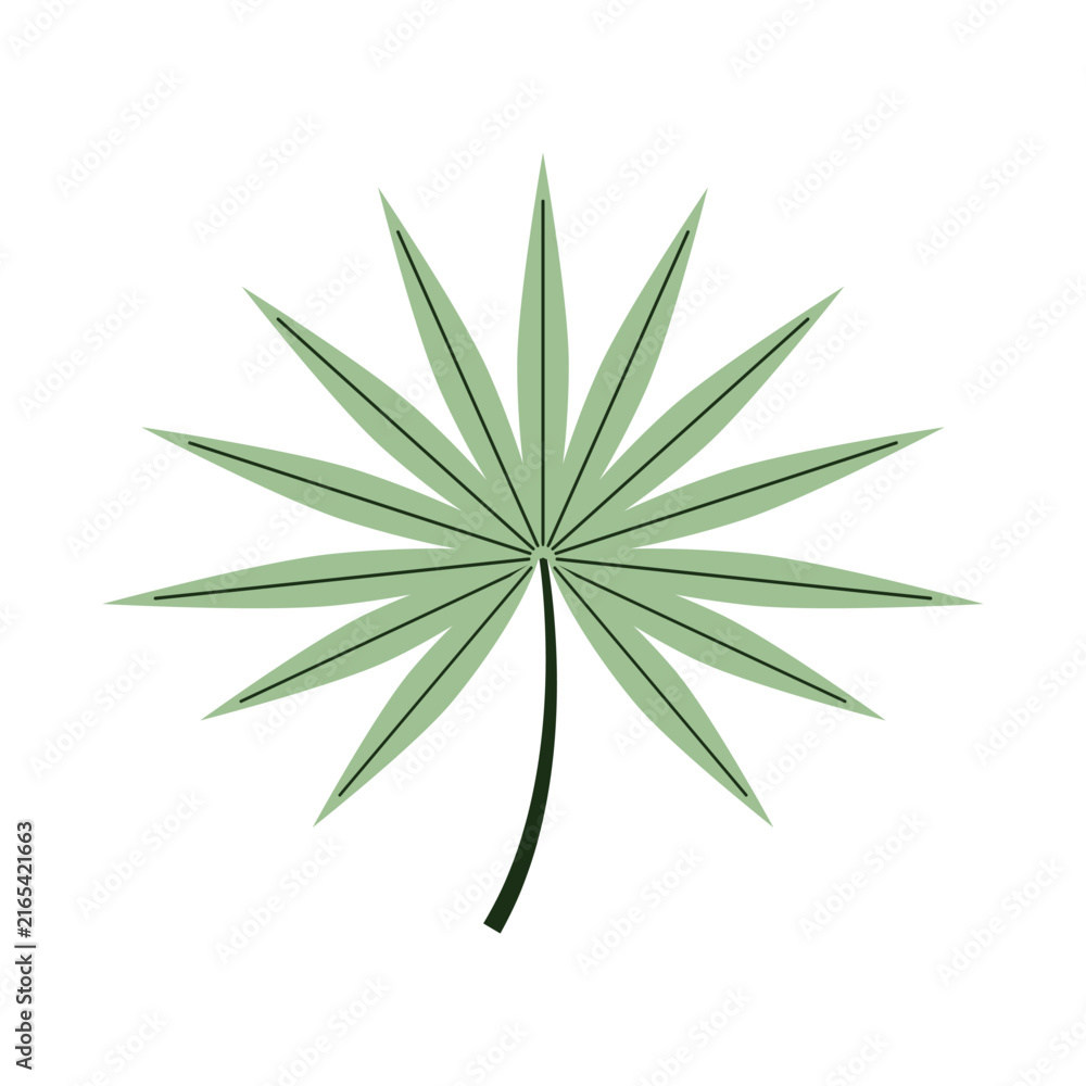 Fototapeta premium Green palm frond depicting a clean botanical element for natural design, offering a fresh graphic ideal for various plant themed projects