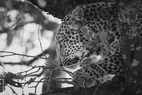 Foto Leopard resting in a tree in profile, black and white, Kruger