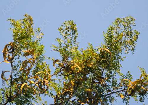 Fotografía Looking up at the yellow pods of a honey locust tree with a clear sky