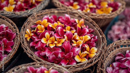 Vibrant Plumeria Flowers in Woven Baskets, Tropical Floral Offering, Bali Culture