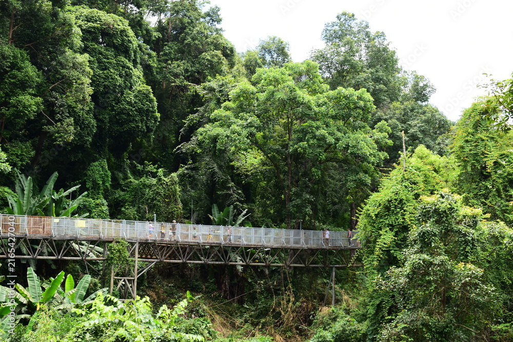 Fototapeta premium metal canopy walk structure surrounded by lush green jungle tree