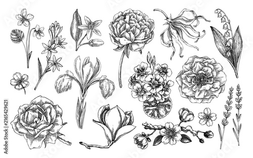 Hand-drawn flower botanical illustrations collection. Floral raw beauty ingredient sketches in vintage style. Not AI generated
