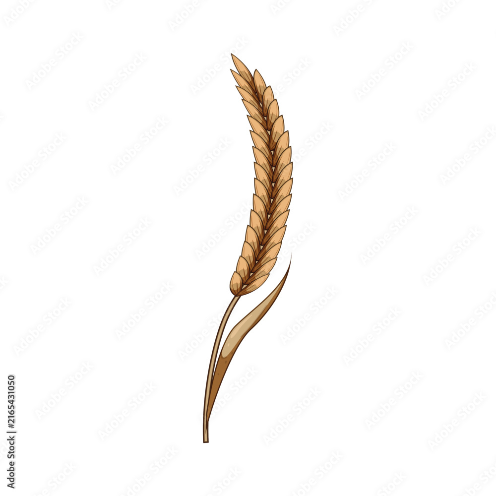 Fototapeta premium Golden grain ear standing upright on a white background, symbolizing agriculture, harvest, sustenance, growth, and natural food resources