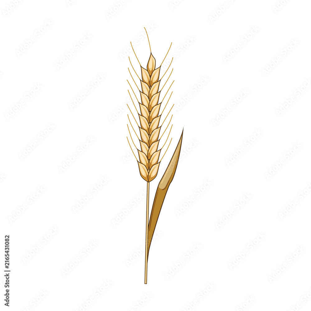 Fototapeta premium Golden wheat or rye ear illustrating healthy staple food, organic farming, harvest, and cultivation for bread and baking industries, isolated on a white background