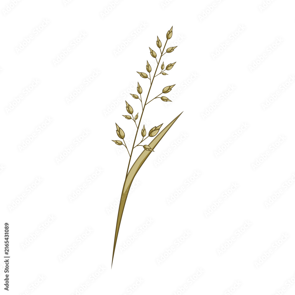 Fototapeta premium Grain plant with green leaves and small seed heads, creating a graphic representation of agriculture, harvest, and natural food elements
