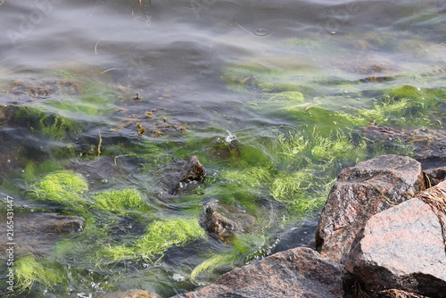 Fotografie sea at the summer, Algae, Fucus vesiculosus , nature in the sea, plant sea