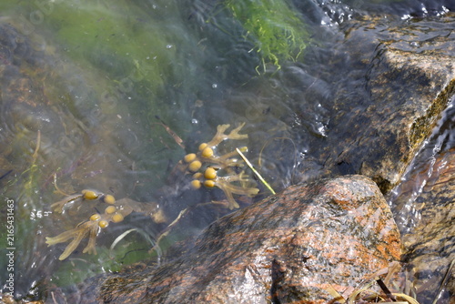 Foto sea at the summer, Algae, Fucus vesiculosus , nature in the sea, plant sea