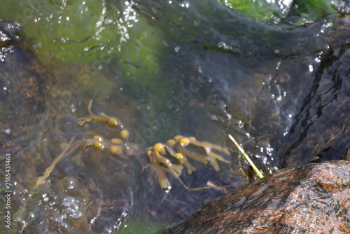 Bild auf Leinwand sea at the summer, Algae, Fucus vesiculosus , nature in the sea, plant sea