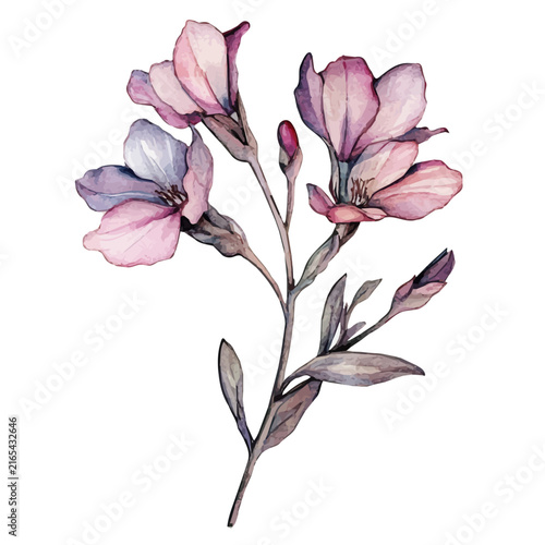 Фотография watercolor vector of Wishbone Flower Flower isolated on a white background
