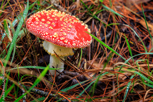 Foto Red mushroom (amanita muscaria) King Island, Tasmania, Australia
