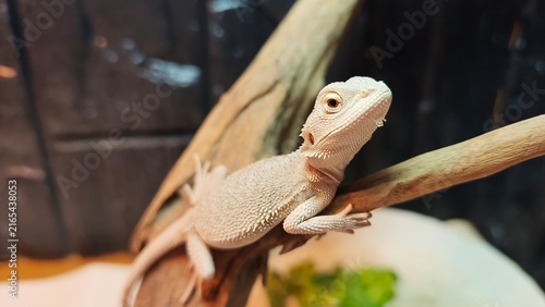 Close Up Portrait of a Bearded Dragon Resting on a Wooden Branch