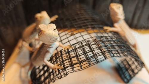 Bearded Dragons Climbing on Wire Mesh in a Reptile Enclosure