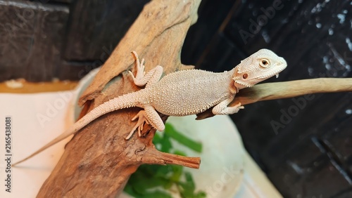 Close Up Portrait of a Bearded Dragon Resting on a Wooden Branch
