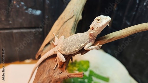 Close Up Portrait of a Bearded Dragon Resting on a Wooden Branch