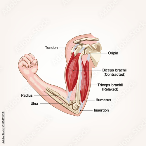 Foto Educational anatomy illustration of a flexed human arm showing biceps brachii contraction, triceps relaxation, humerus, radius, ulna, tendons, origin and insertion