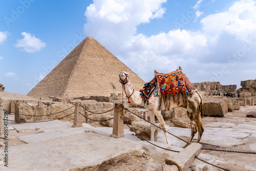 Camel looking at camera and wearing colorful saddle standing on rocky terrain, ancient pyramid rising in background under a cloudy expanse