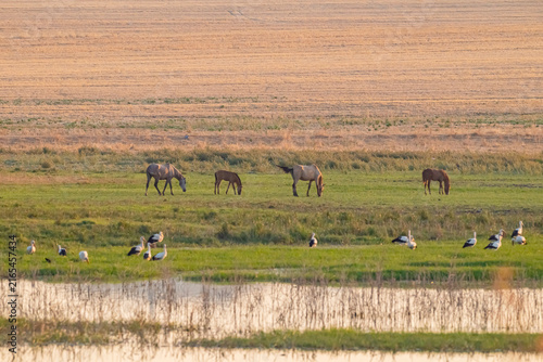 Foto Storks migrating from Europe to Africa at the end of summer and during the first week of autumn rest for a while in the wetlands of the Diyarbakır Tigris Valley before continuing their journey