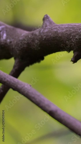 Great tit perched on branch then suddenly taking flight against green bokeh. Vertical